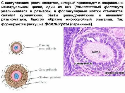 Фолликулярная оболочка яйцеклетки