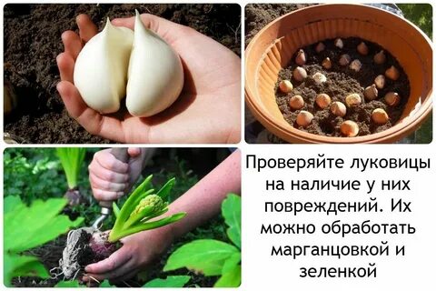 Замачивать ли тюльпаны перед посадкой осенью