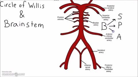 Wills circle