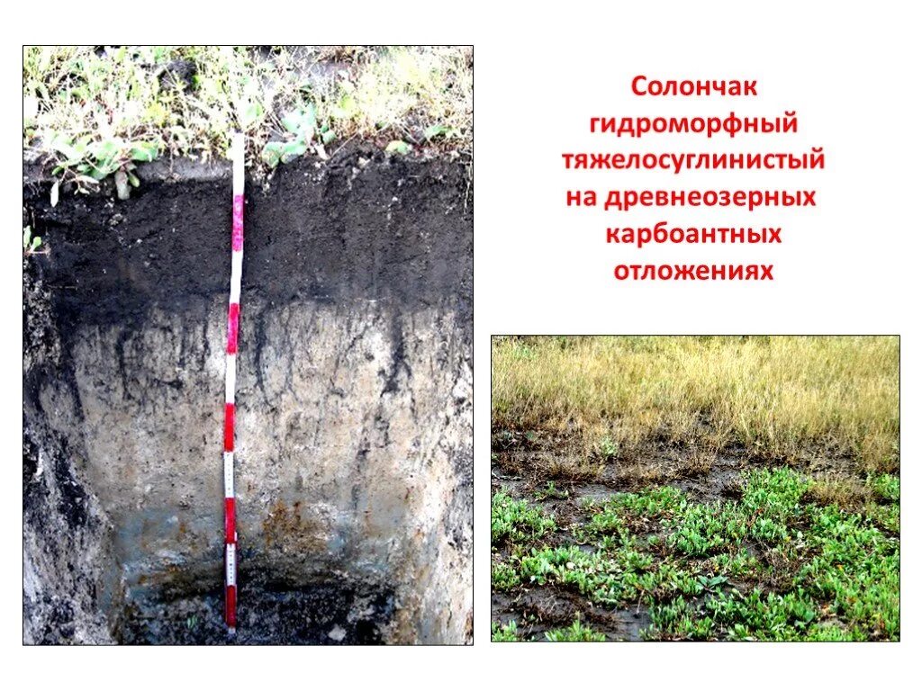 Засоленная почва образующаяся при понижении