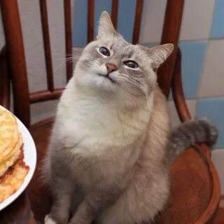 Кот улыбается мем