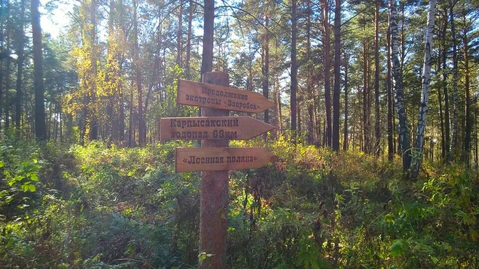 Экотропа зверобой новосибирск. Зверобой тропа новосибирск. Зверобой тропа новосибирск. Экологическая тропа зверобой новосибирск. Указатели тропа.