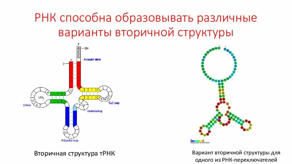 Строение вторичной структуры ТРНК. Вторичная структура т РНК. Вторичная структура ТРНК. Вторичная структура петли ТРНК.