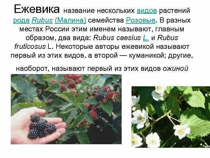 Общее название некоторых. Ежевика описание растения. виды рода рубус. ежевика название. форма цветка ежевики.