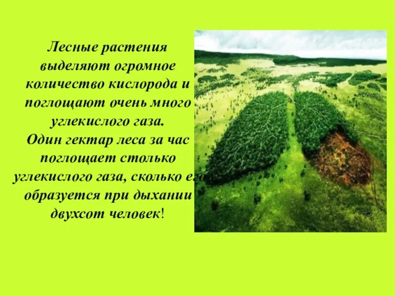 Растения выделяют кислород. Леса легкие планеты. Деревья выделяют кислород. Лес выделяет кислород и поглощает углекислый.