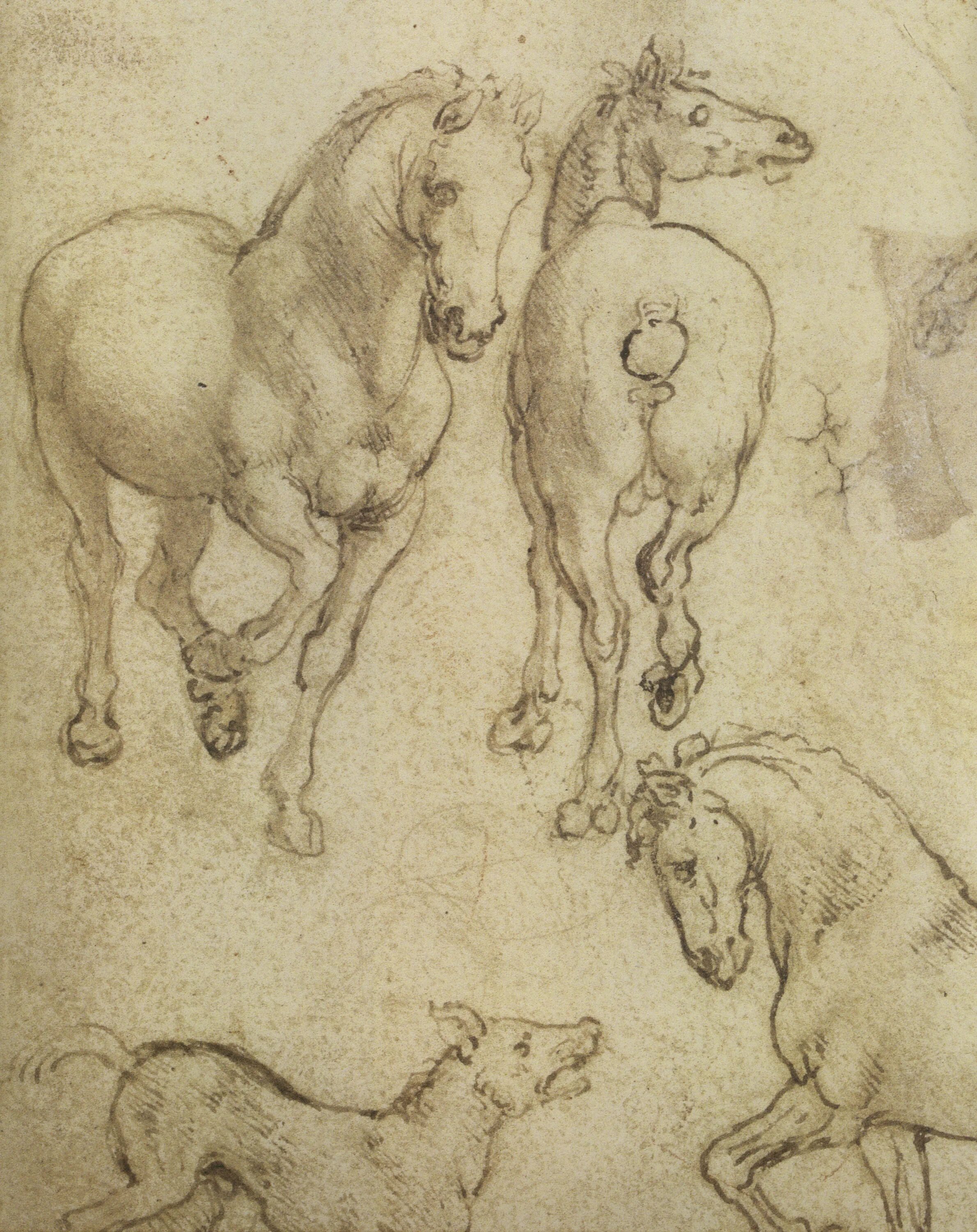 лошадь леонардо да винчи. лошадь леонардо да винчи. леонардо да винчи зарисовки животных. леонардо да винчи наброски животных. леонардо да винчи наброски животных.