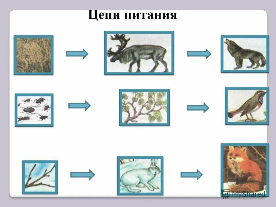 Цепь питания животных 3 класс окружающий мир схема. Схема цепи питания животных. 2 Цепочки питания животных. Цепи питания лесных животных 3 класс окружающий мир. Дополни цепи питания