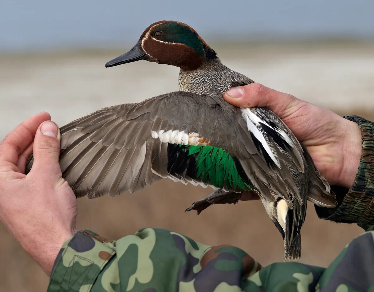 Толкование птиц. Толкование птиц. Толкование это у птиц. К чему снятся разнообразные птицы. Толкование птиц.