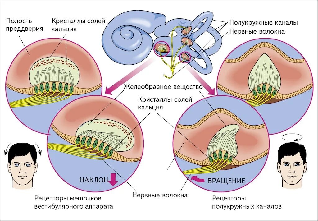 Рецепторы вестибулярного анализатора. Полукружные каналы и мешочки вестибулярного аппарата. Строение полукружных каналов вестибулярного аппарата. Рецепторы сенсорных систем вестибулярного аппарата.