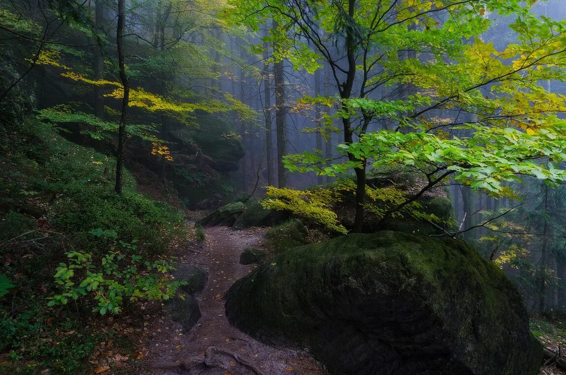 Pittsburgh zoo logo. Wild places. Animal restaurant avatar. Wild place. Дубай молл rainforest cafe.