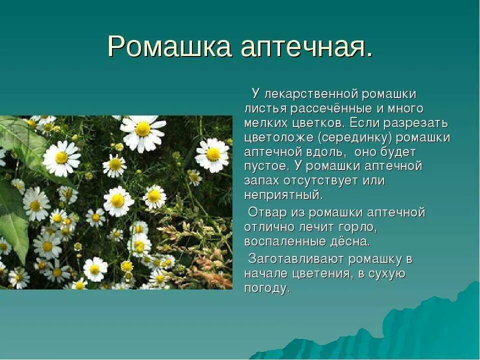 Районы ромашки. Покрытосеменные аптечная Ромашка. Сложноцветные Ромашка аптечная. Ромашка лекарственное растение. Проект лекарственные растения.