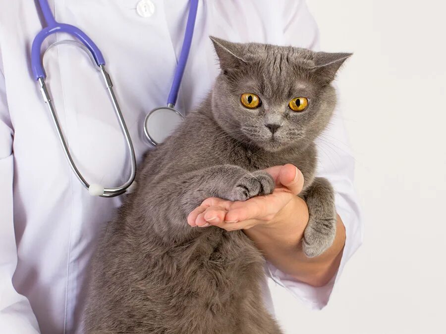 Лечат ли кошки людей. Медицинская кошка. Кошки лекари. Кошка доктор. Лечебный котик.