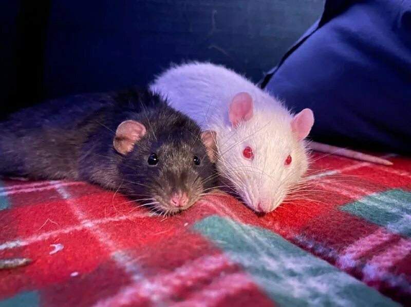 домашние прирученные крысы. декоративные крысы милые. домашние крысы кусаются. домашние мыши кусаются. трое крысок.