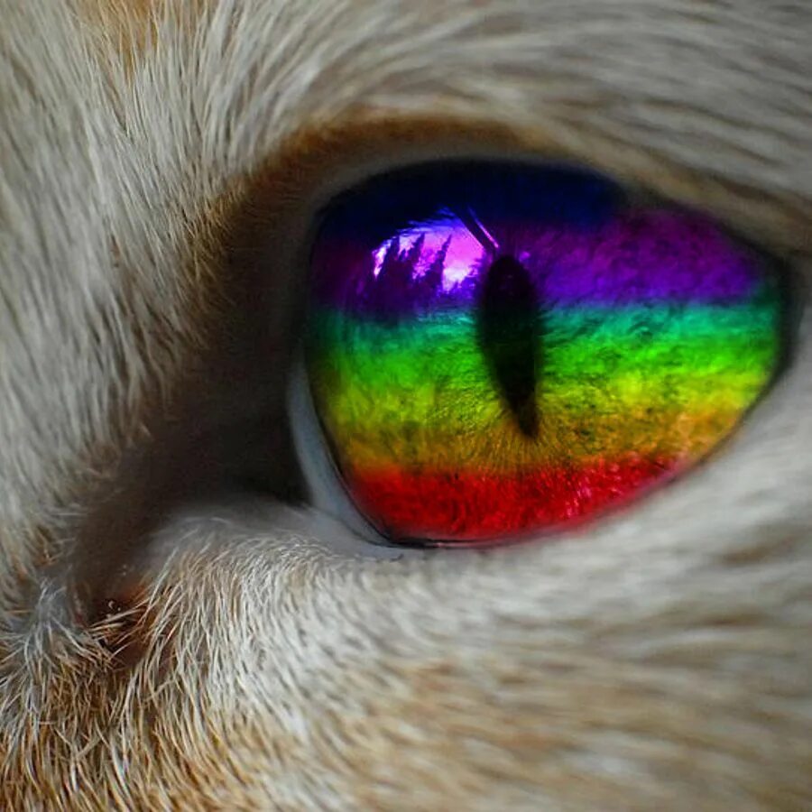 Покажи радужную кошку. Радужную кошку. кошка с радужными глазами. радужный глаз кошки. красивый кот с радужными глазами.