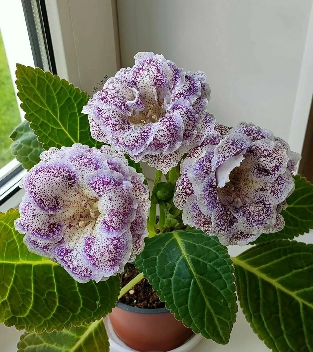 Глоксиния зимой. Глоксиния росток. Глоксиния сон в облаках. Глоксиния зимой. Глоксиния махровая.