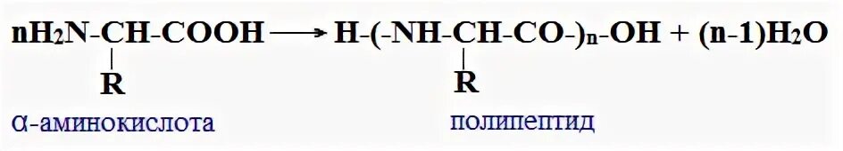 Полипептиды с азотной кислотой дают фиолетовое окрашивание. Структурное звено полимера. Полимер мономер структурное звено. Полипептид структурное звено. Полиамид структурное звено.