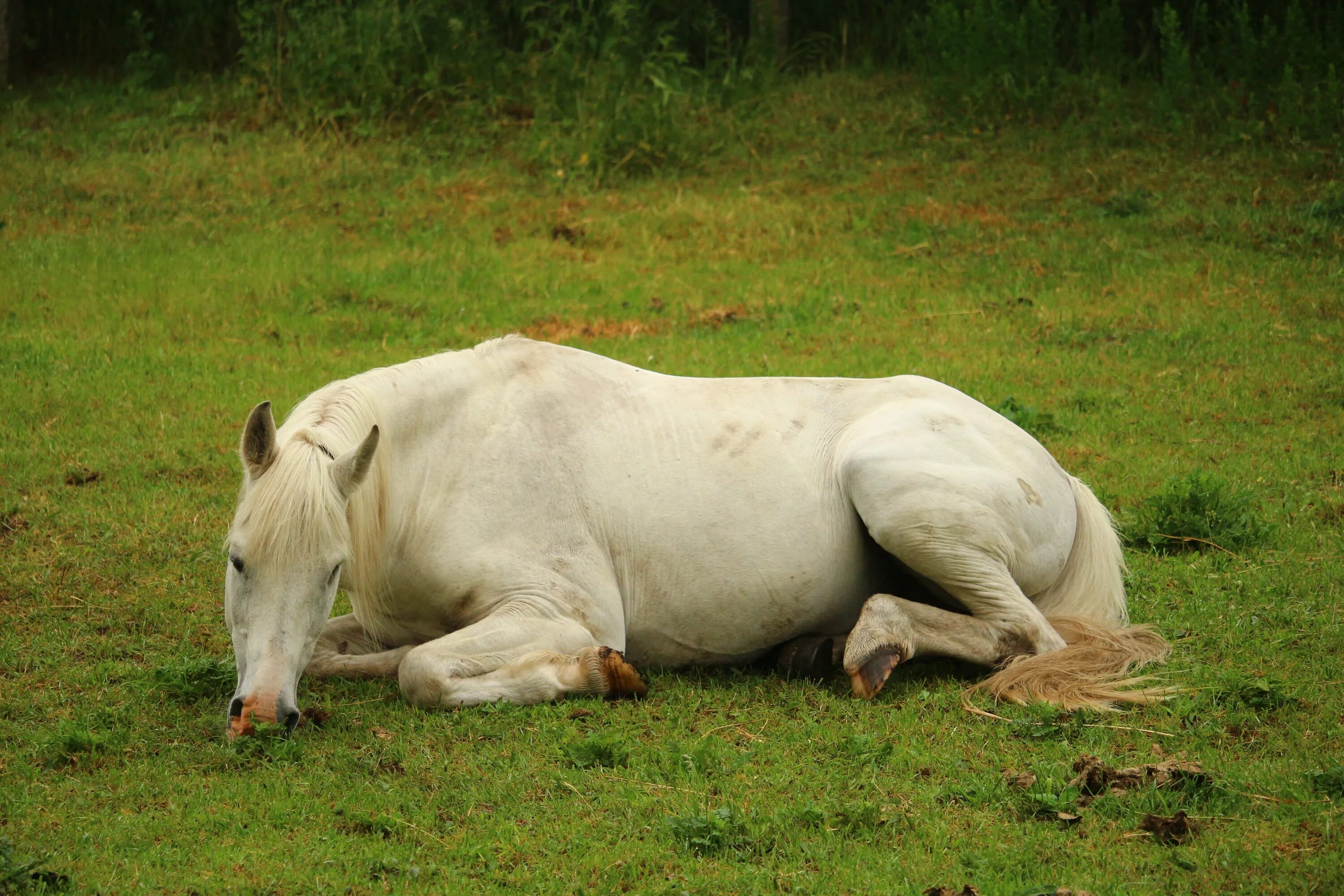 Лошадь лежит. Белая лошадь лежит. Толстая лошадь.