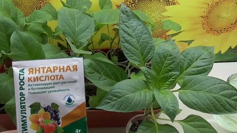 Янтарная кислота для рассады овощей