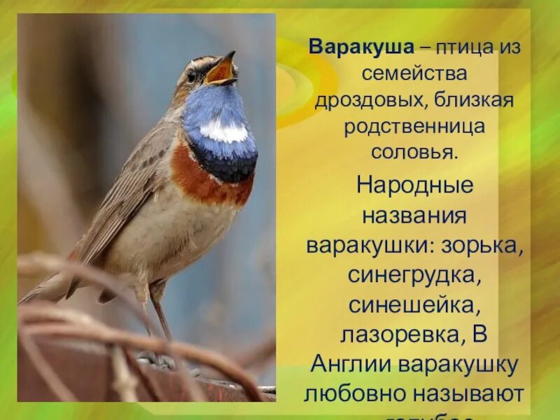 Певчие птицы урала перелетные. Соловей птичка певчая. Певчие птицы чижик. Соловей птичка певчая. Певчие птицы описание.