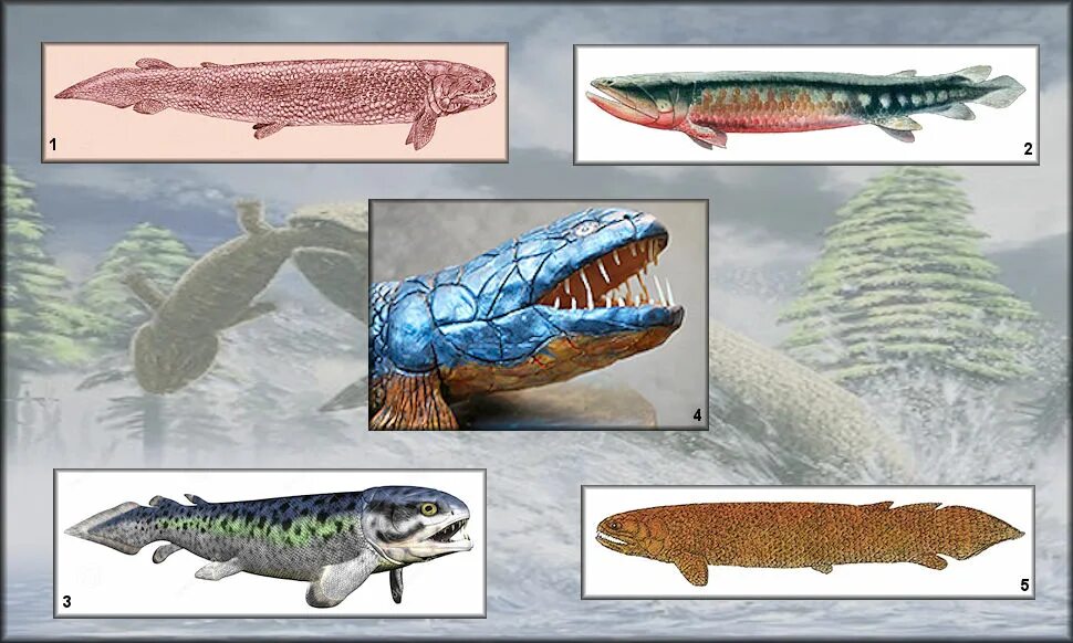 Когда появились первые позвоночные животные. Rhizodus вымершие рыбы. Плактодерма Ptyctodus. Sarcopterygii Юрского времени. Devonian Rhyniognatha Hirsti.