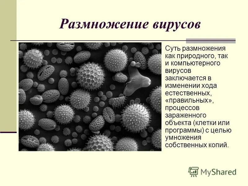 Таблица по биологии бесполое размножение половое размножение. В чем суть размножения. В чем заключается сущность процесса размножения. В чем заключается сущность процесса размножения. Три характеристики полового размножения.