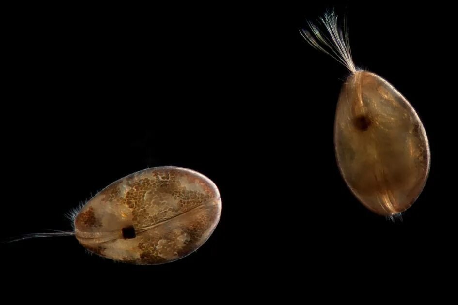 Ракушковые рачки. Ostracoda ракушковые рачки. Циприс ракообразные. CYPRIS pubera.