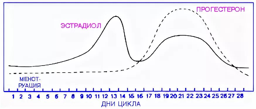 Либидо цикл. Цикл гормоны график. Прогестерон цикл график. Эстроген график цикла. График прогестерона в цикле.