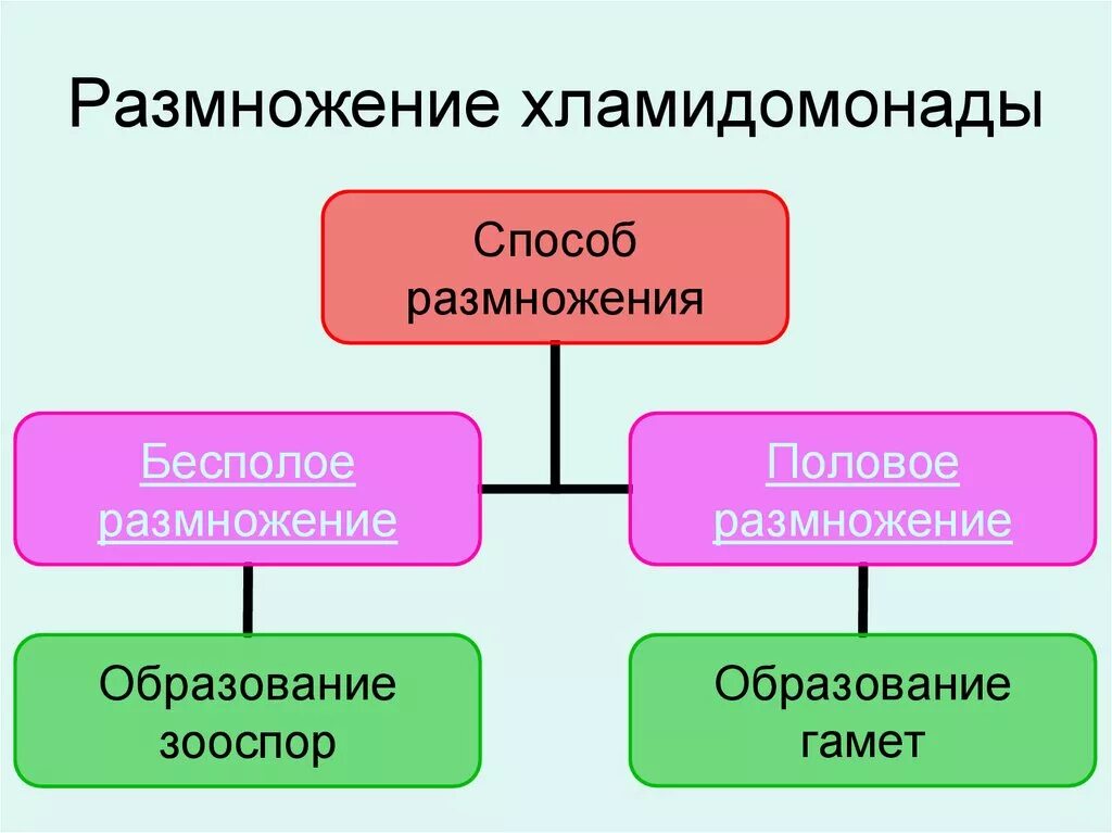 Размножение хламидомонады. Бесполое и половое размножение хламидомонады. Половое размножение хламидомонады. Процесс размножения хламидомонады.