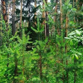 Тайга омск