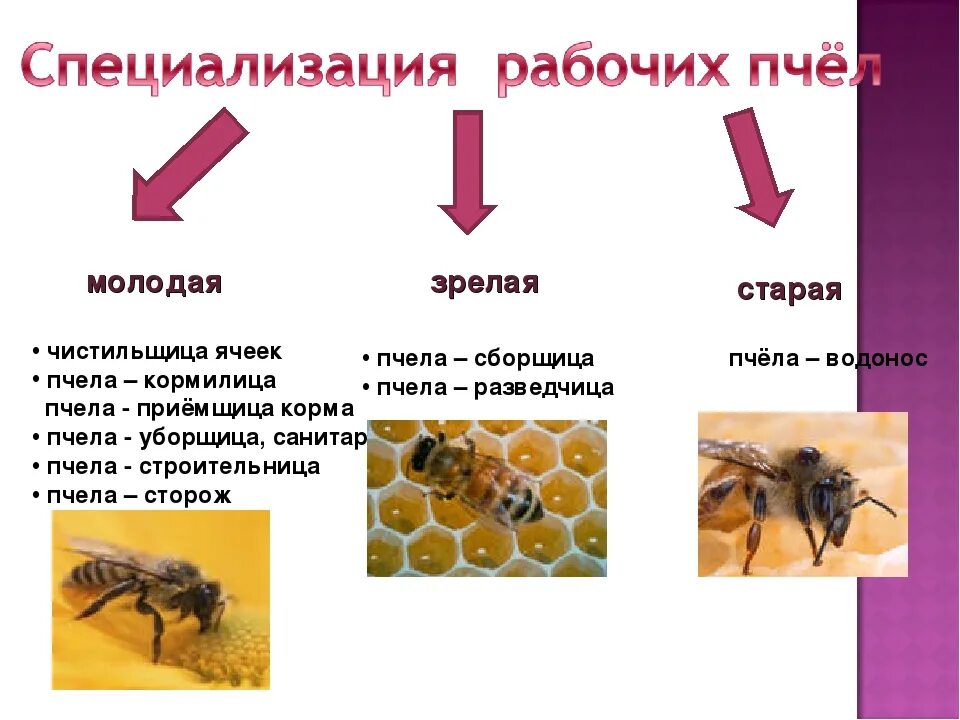 Инстинкты пчел. Образ жизни пчел. образ жизни пчел кратко. роль пчел в природе. сообщение о пчеловодстве.