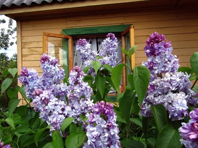 Сирень под окном. Сирень в палисаднике. Сирень и сбоку окно. Сирень в палисаднике. Сирень у дома.
