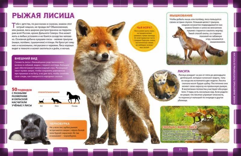 Признаки внешнего строения лисицы