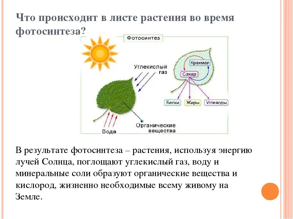 Фотосинтез растений 6 класс биология. Фотосинтез листа схема.