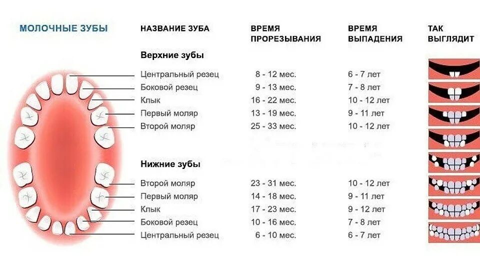 Во сколько открывают рот. Схема молочных зубов у детей 10 лет. В каком порядке выпадают молочные зубы у детей схема. Прорезывание коренных зубов у детей последовательность. Как растут коренные зубы у детей схема.