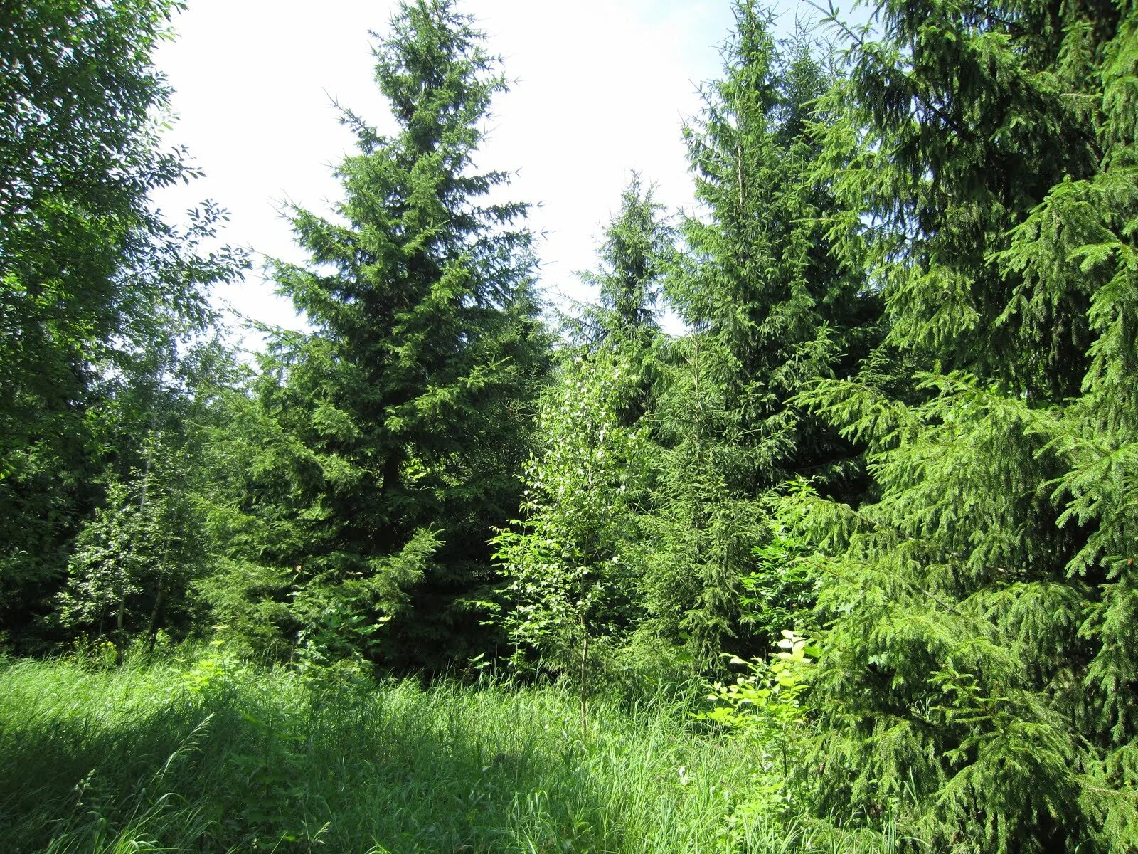 Желтохвойная ель. Пихтово-еловые леса урала. Ели хожу. Ели ели ели ели ели. Живая елка на новый год.