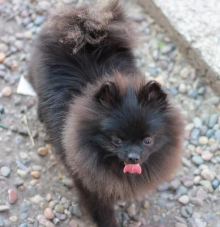 Шпиц черный мальчик. Шпиц двортерьер. Метис шпица черный. Шпиц медвежонок черный. Шпиц чёрный щенок.