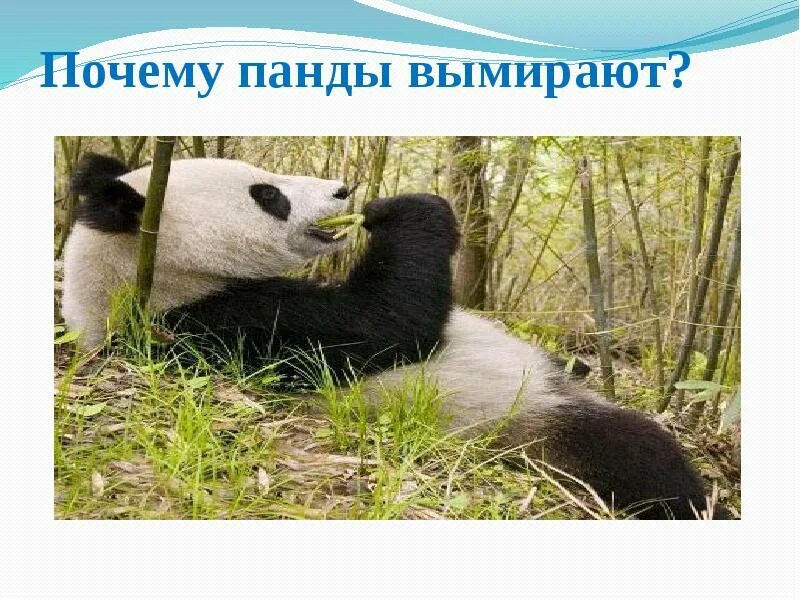 Почему большая панда на грани исчезновения. Панда красная книга. Исчезновение панд. Почему большая панда на грани исчезновения. Доклад про панду.