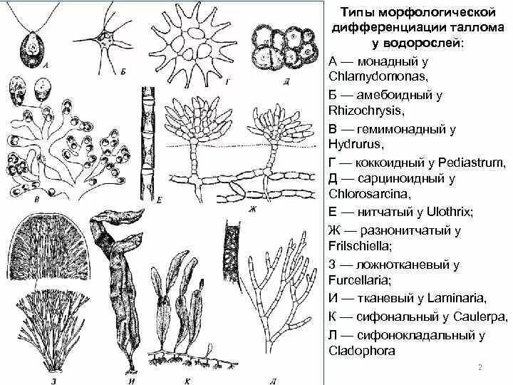 Коккоидный тип дифференциации таллома. Хламидомонада строение таллома. Типы дифференциации таллома. Типы дифференциации таллома. Актиномицеты обитают.