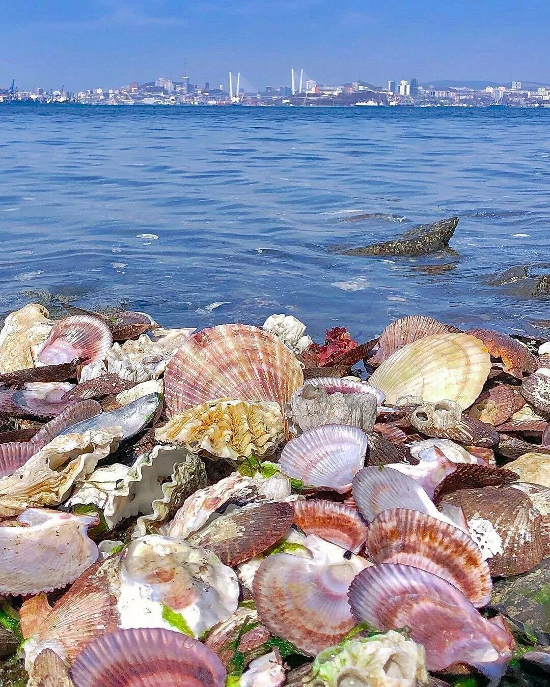 Приморского гребешка дальневосточного морского заповедника. День приморского морского. Дальневосточный морской заповедник петра великого. Японское море владивосток. Морской заповедник приморского края.