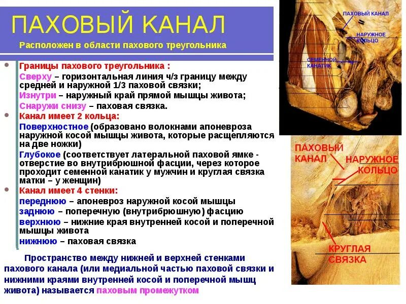 Как отличить паховую