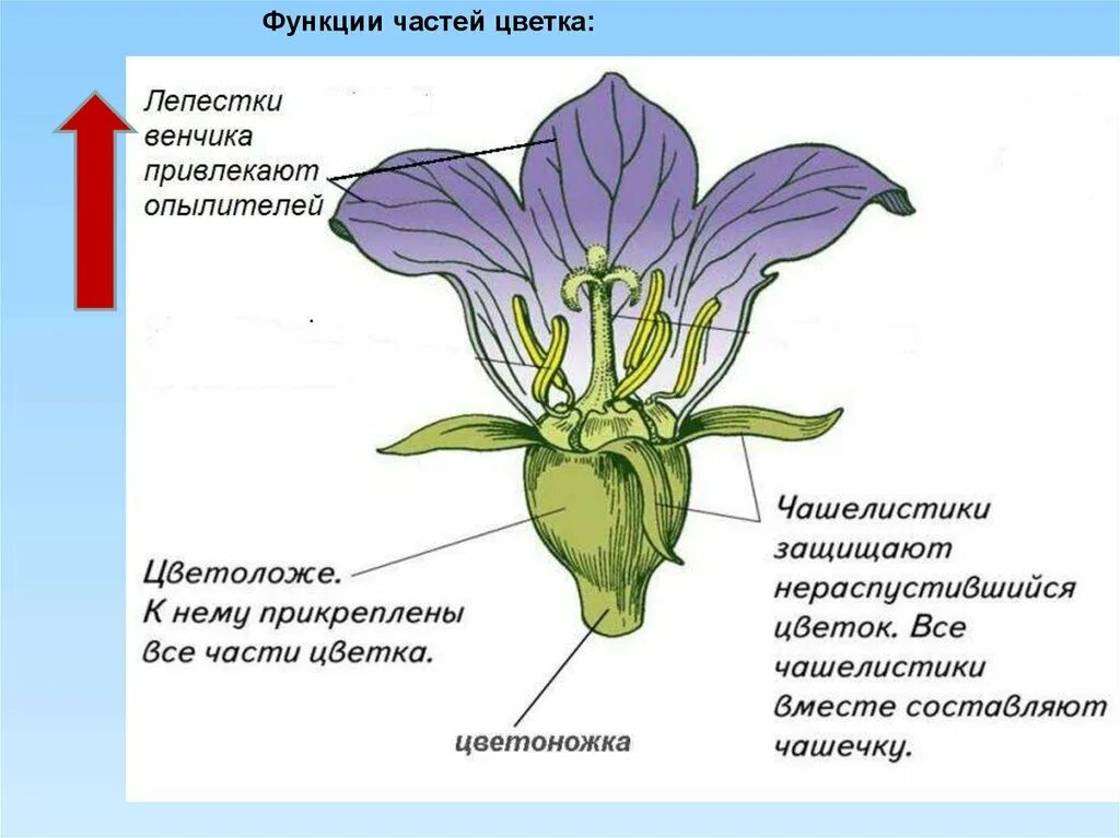 Функция венчика у цветка. Строение цветка венчик. Лепесток венчика у цветка это. Чашечка и венчик в цветке.