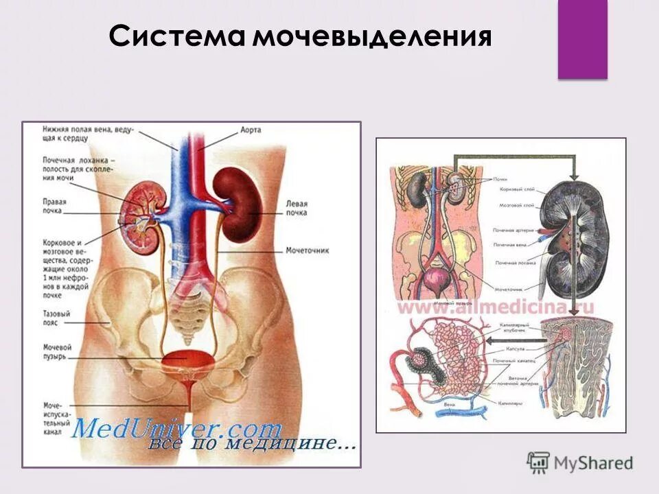 Функции мочевыделительная система ребенка. Органы мочевыделения. Каковы последствия нарушения работы органов мочевыделения. Нарушения функции почек (общая схема). Заболевания мочевыделительной системы.