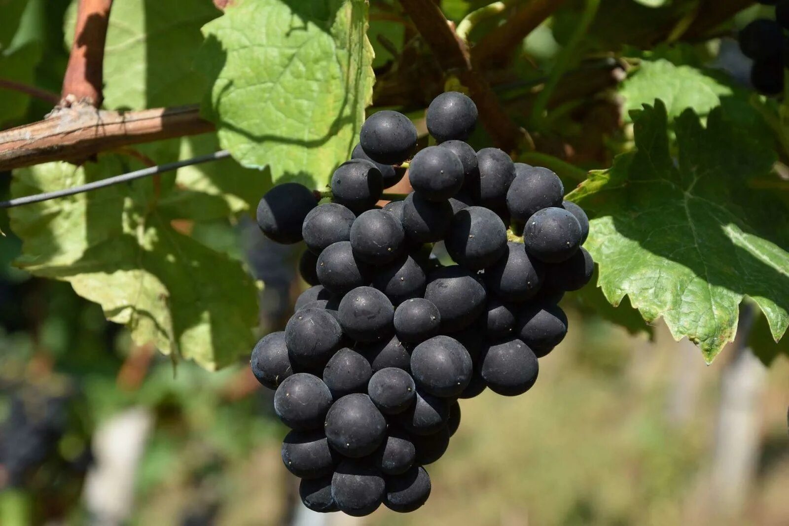 Фотографии винограда. Мерло сорт винограда. grape-виноград. виноград красный сорт мерло. ландо нуар виноград.