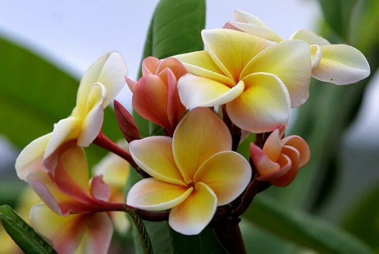 Framed Art for Your Wall Bloom Fragrance Plumeria Flower Beauty Blossom 10x13 Fr