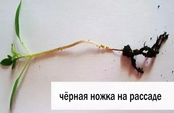 Как выглядит черная ножка у рассады Как вырастить здоровую рассаду Правила ухода. Борьба с чёрной ножкой. Фото Бо