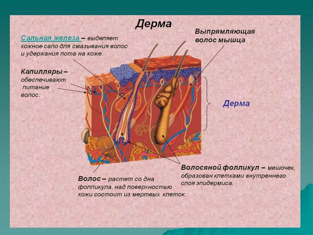 Какие структуры в дерме. Строение собственно кожи дермы. Строение кожи слои дермы. Волокна составляющие основу дермы. Сосочковый слой кожи.