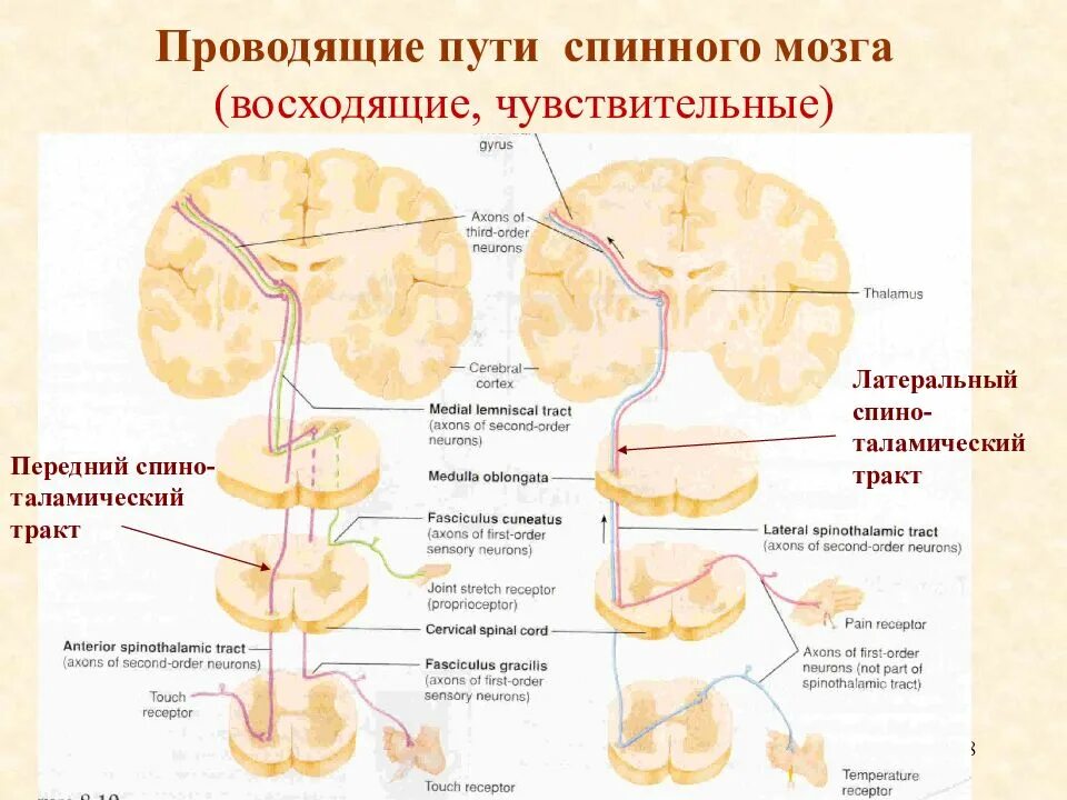 Спинно таламический путь. Руброспинальный путь спинного мозга. Спиноталамический путь Говерса Бехтерева. Руброспинальный путь схема.