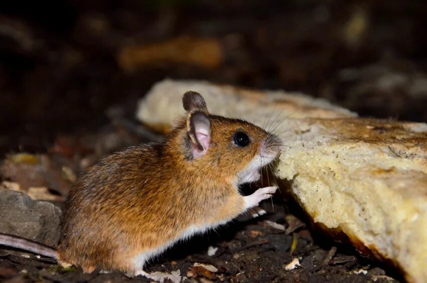 Лесная мышка полевка. Желтогорлая Лесная мышь. Лесная мышь (Apodemus sylvaticus). Восточноазиатская мышь Apodemus peninsulae Thomas, 1907. Лесная мышь животное