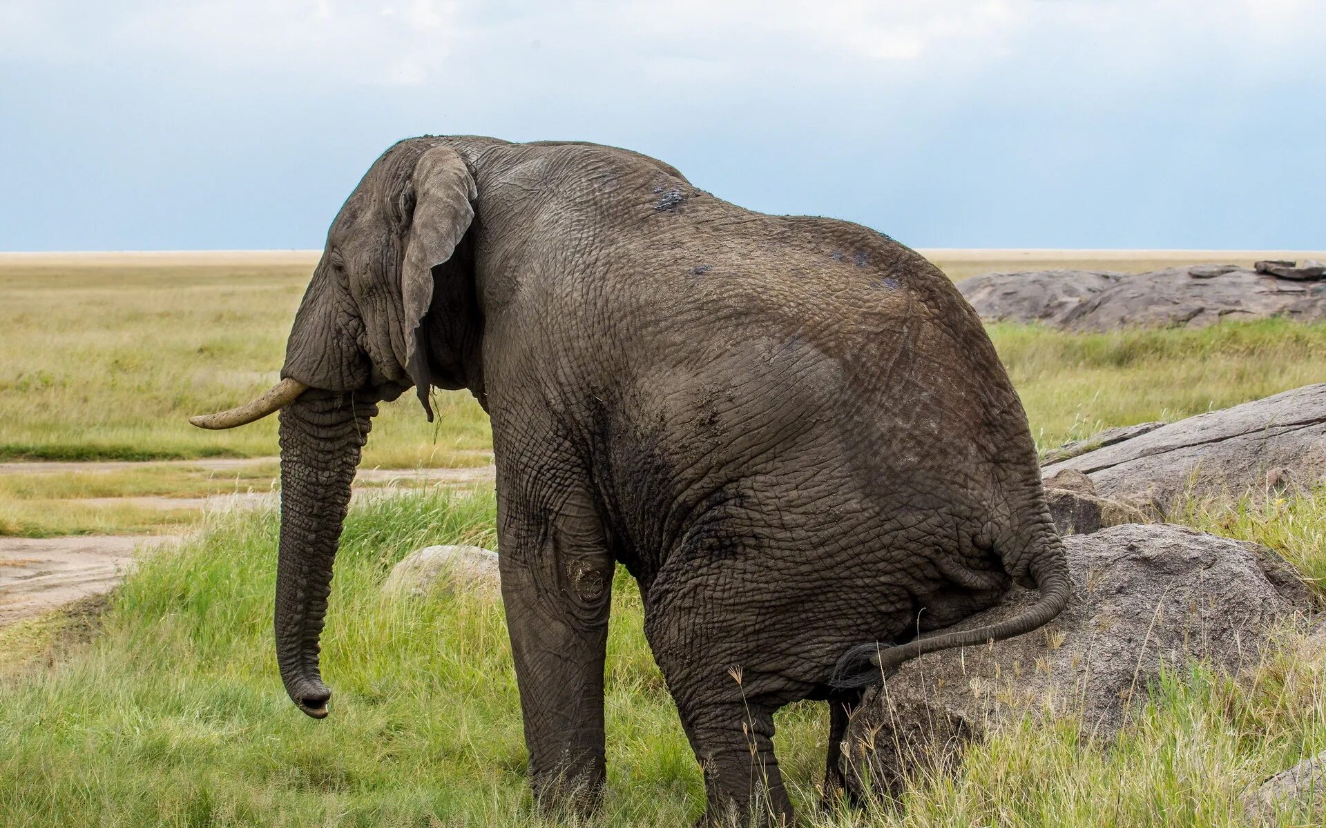 Huge elephant. Саванный слон. Хоботные (млекопитающие). Слон фото. Фото слонов.