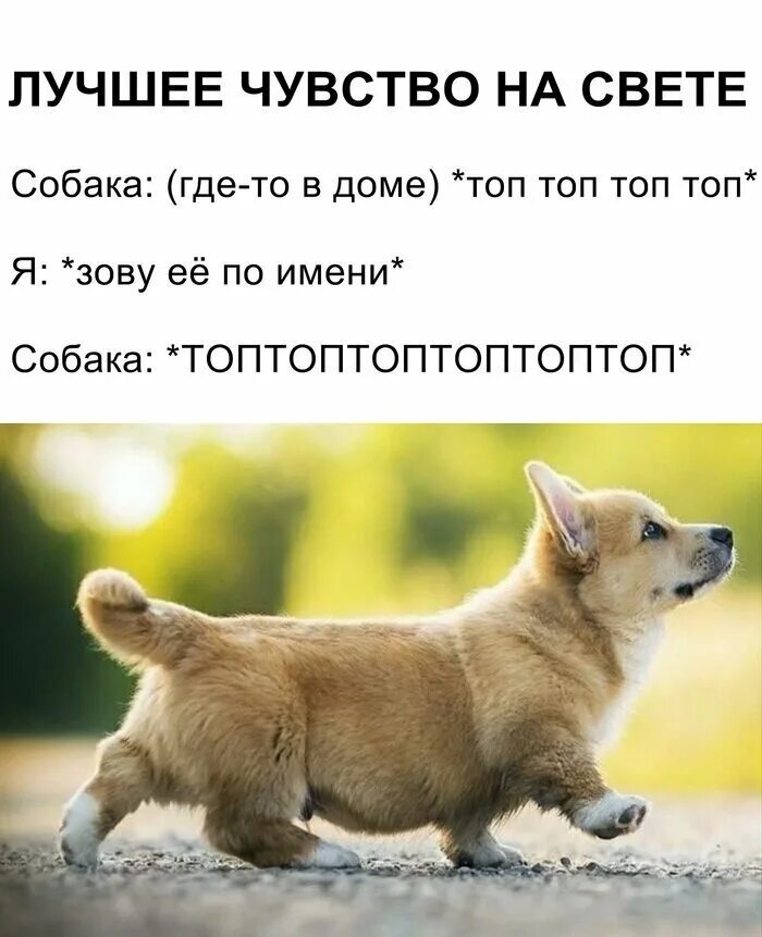 Крутые собачьи имена. Имена для собак. Клички для собак мальчиков корги. Топ имен для собак